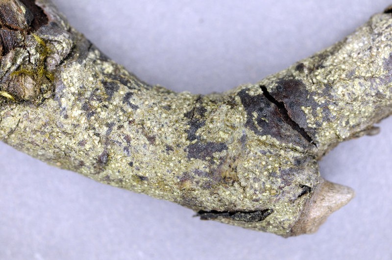 Biatora flavopunctata photo 3