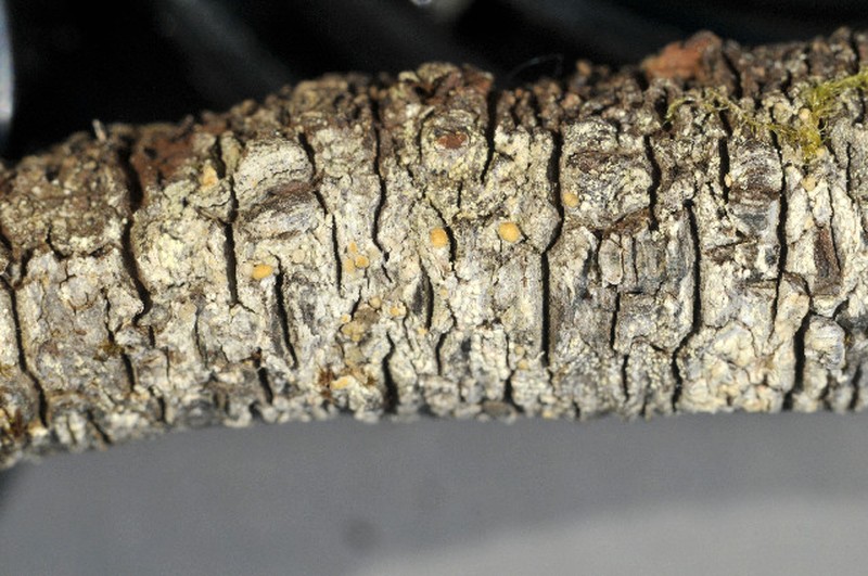 Biatora flavopunctata photo 4