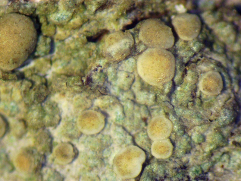 Biatora Lichen photo 2