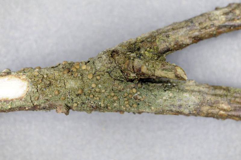 Biatora Lichen photo 3