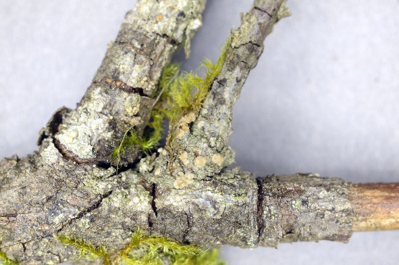 Biatora Lichen photo 4
