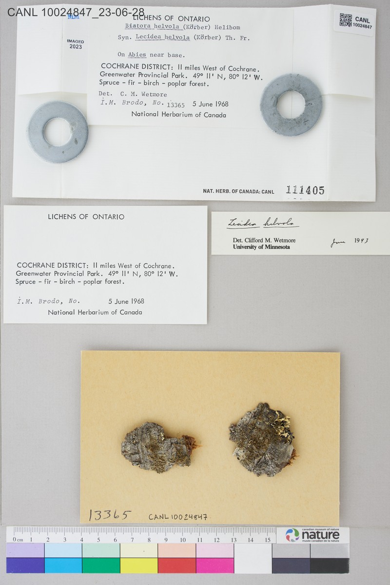 Biatora Lichen photo 5