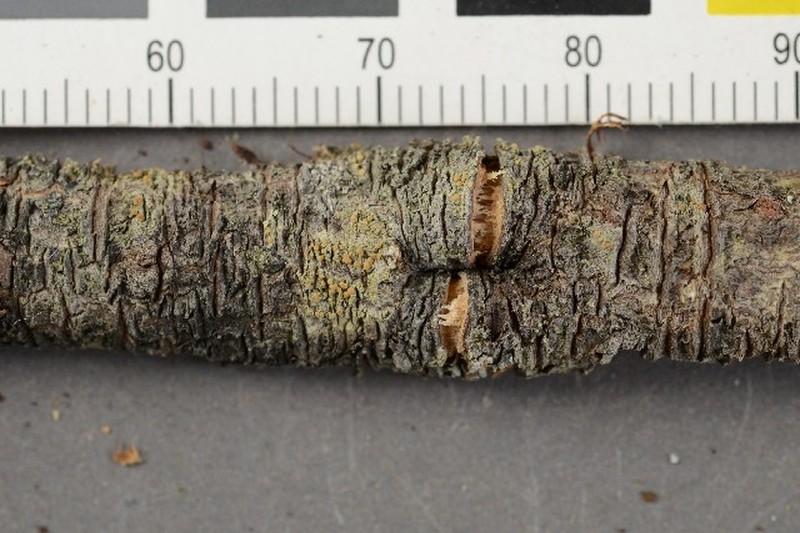 Biatora meiocarpa