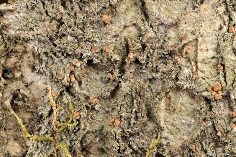 Biatora meiocarpa photo 2