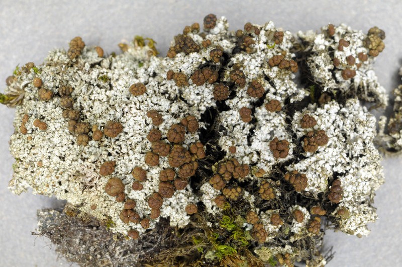 Biatora meiocarpa photo 4