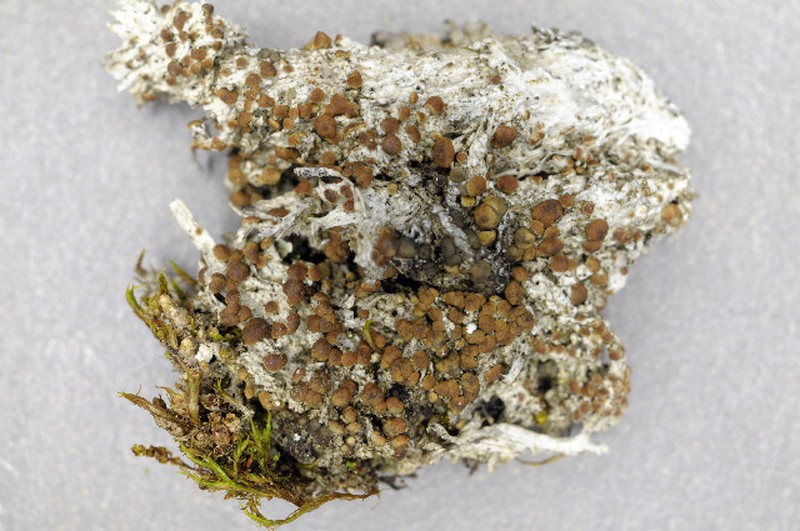 Biatora meiocarpa photo 5