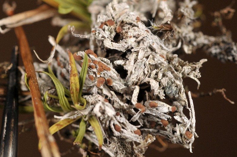 Biatora meiocarpa photo 6