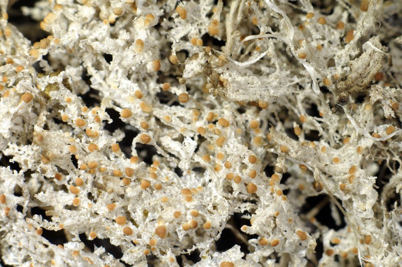 Biatora meiocarpa photo 7