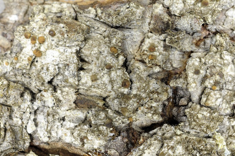 Biatora meiocarpa photo 8