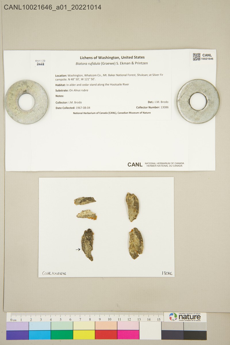Biatora rufidula