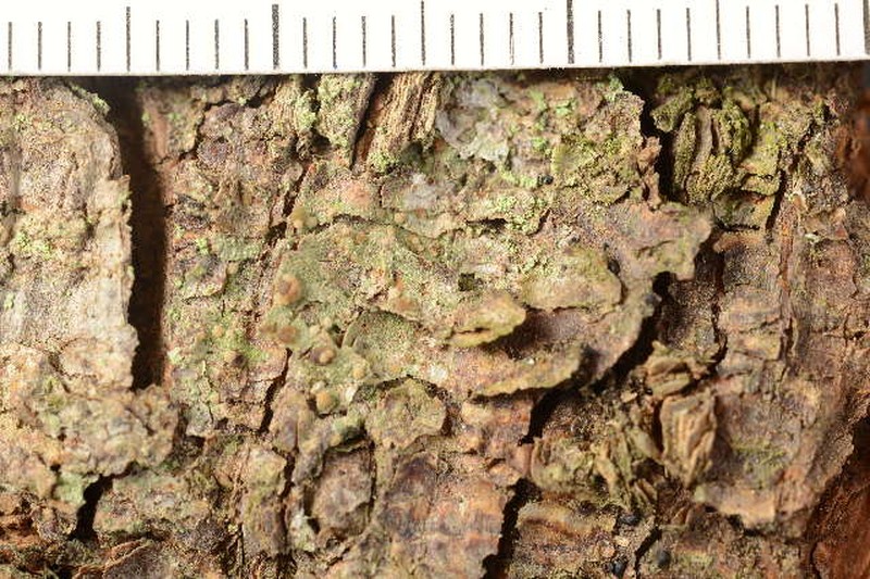 Biatora toensbergii photo 3