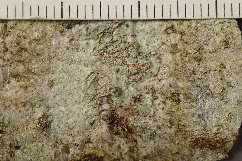 Biatora toensbergii photo 6