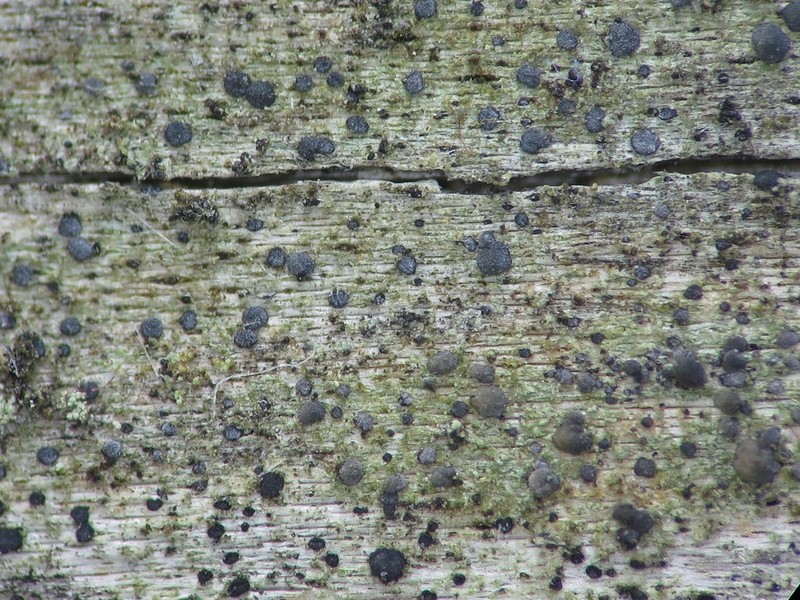 Biatora turgidula