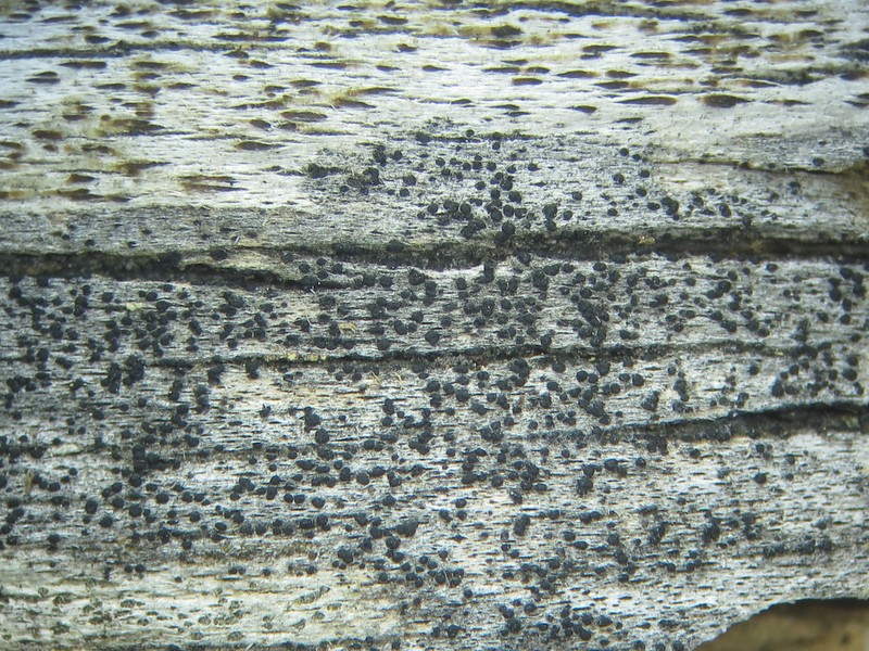 Biatora turgidula photo 2
