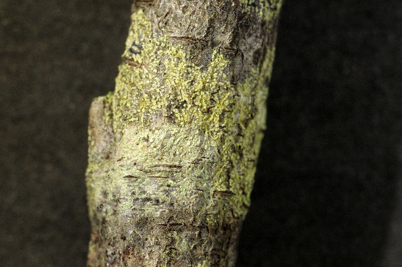 Biatora vacciniicola
