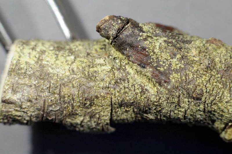 Biatora vacciniicola photo 2