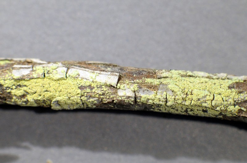 Biatora vacciniicola photo 3