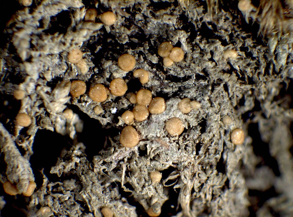 Spring Biatora Lichen