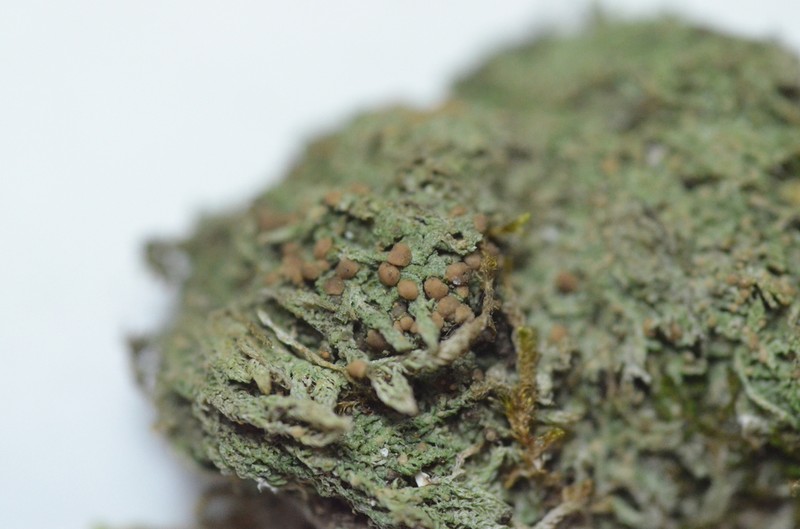 Spring Biatora Lichen photo 3