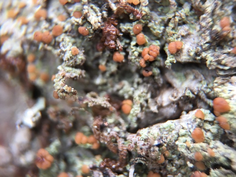 Spring Biatora Lichen photo 4