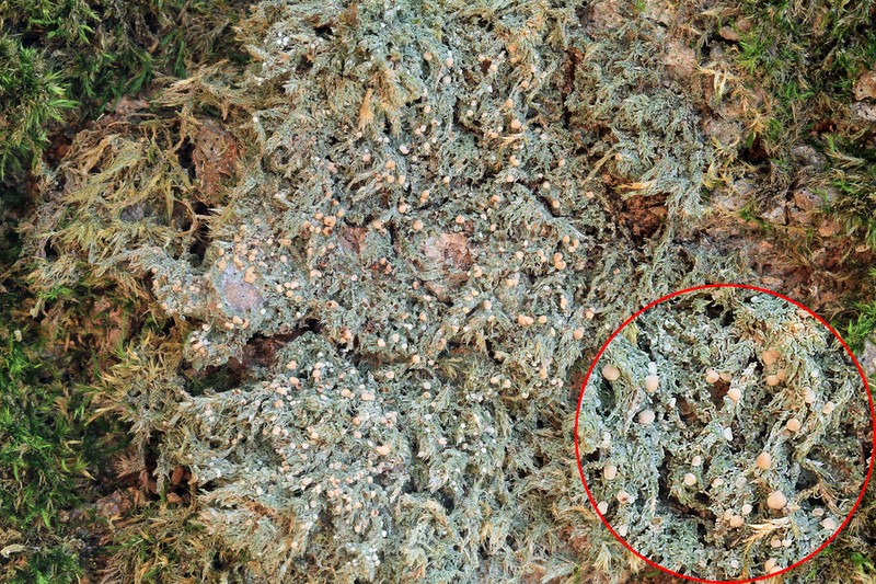 Spring Biatora Lichen photo 5