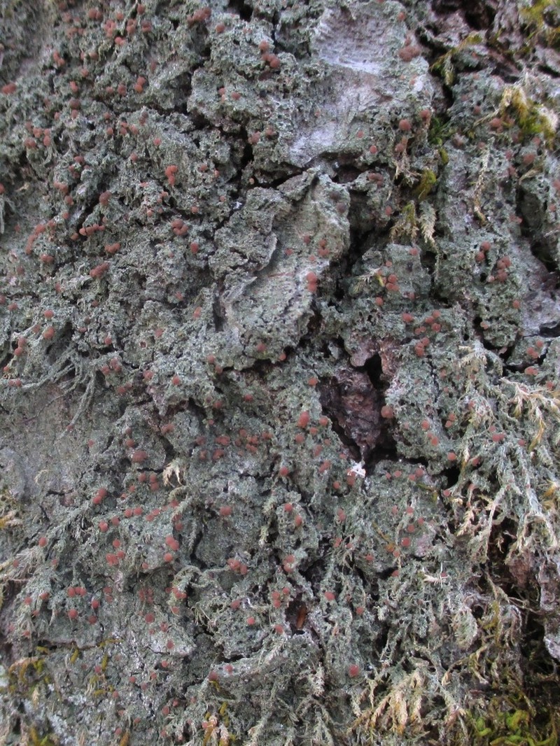 Spring Biatora Lichen photo 6