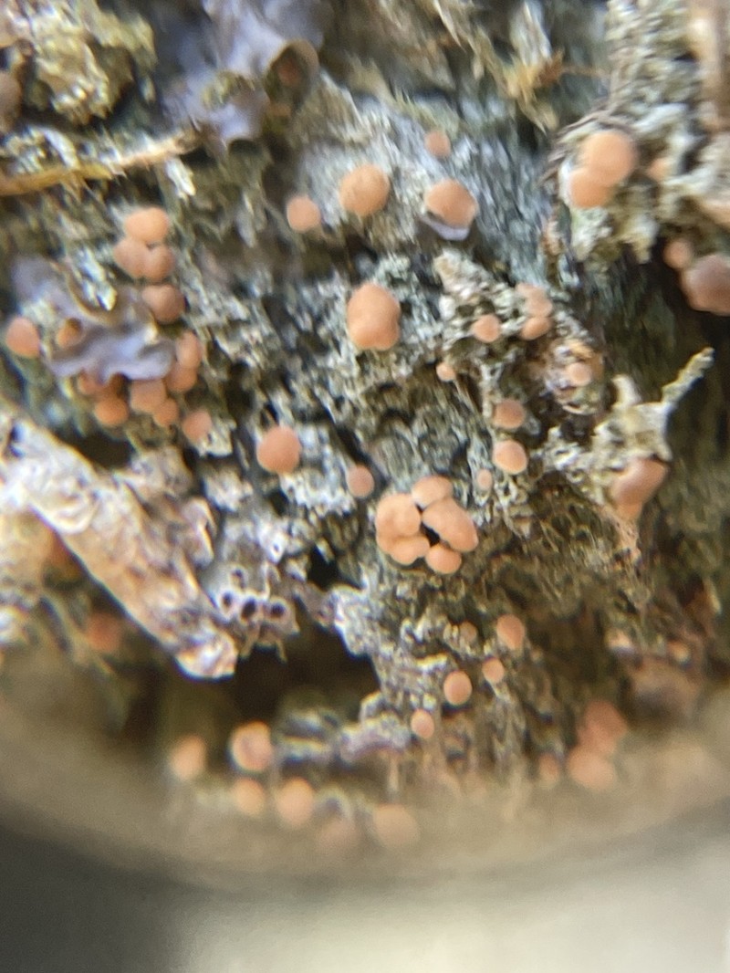 Spring Biatora Lichen photo 7