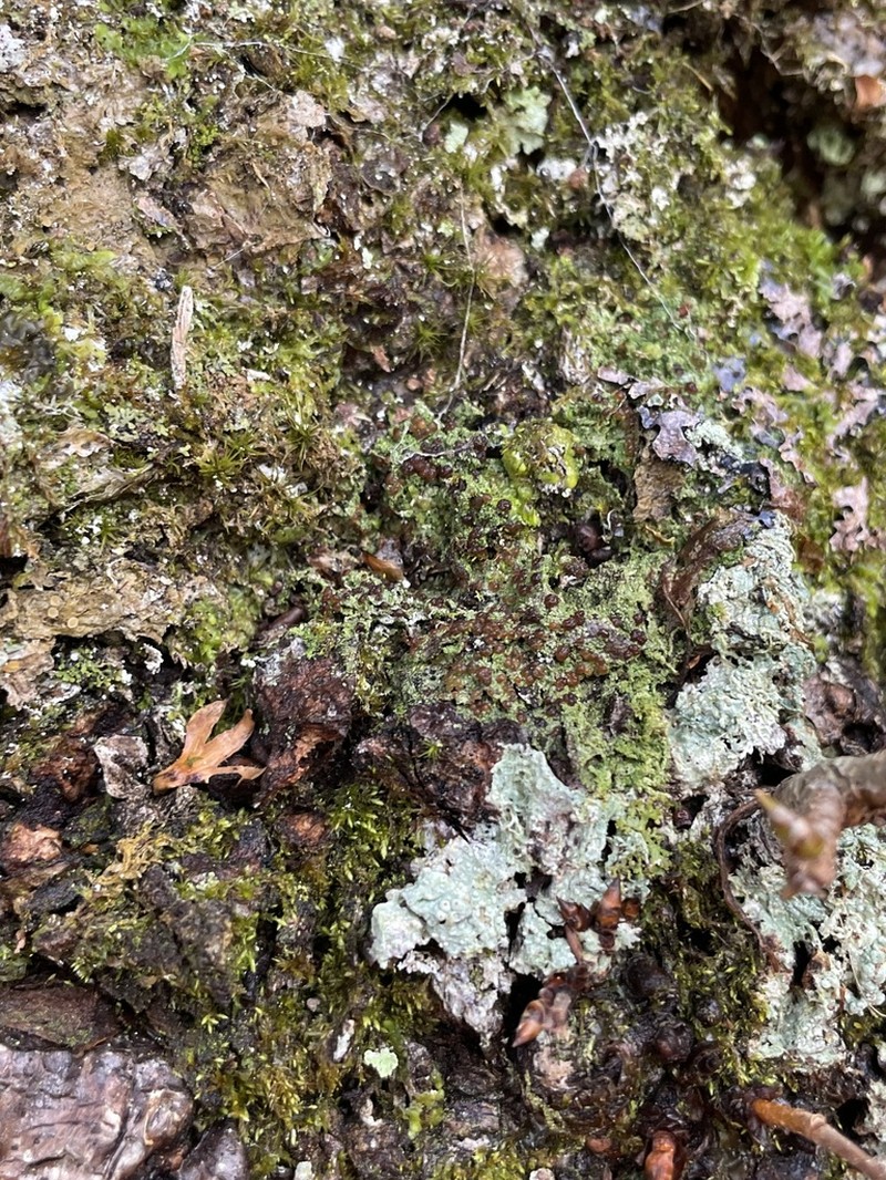 Spring Biatora Lichen photo 8