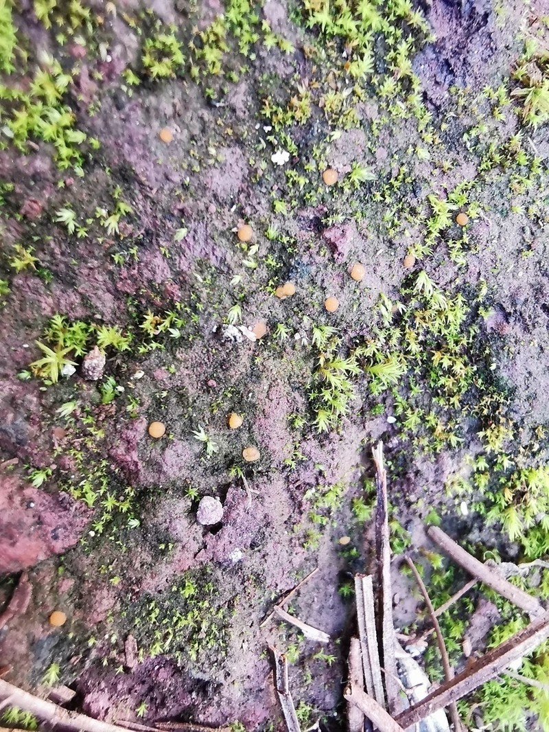Biatorella Lichen