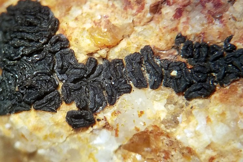 Biatorella Lichen