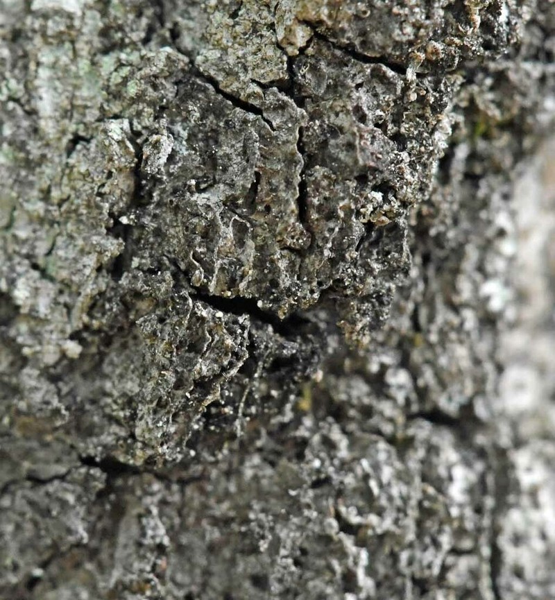 Rapp's Biatorella Lichen