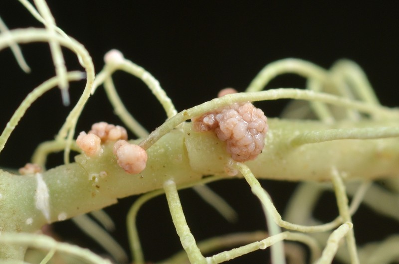 Biatoropsis usnearum photo 4