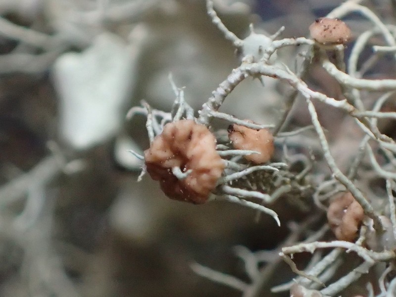 Biatoropsis usnearum photo 5