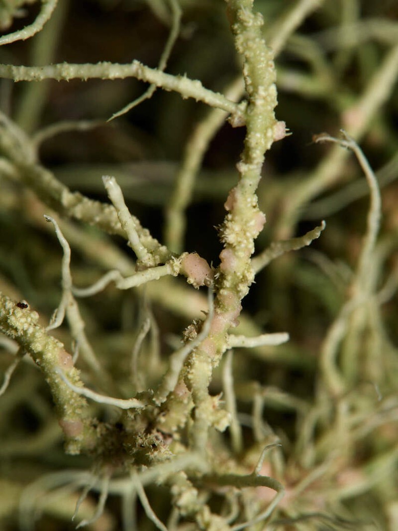 Biatoropsis usnearum photo 6