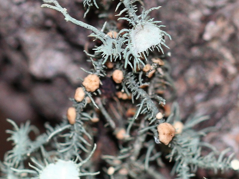 Biatoropsis usnearum photo 7