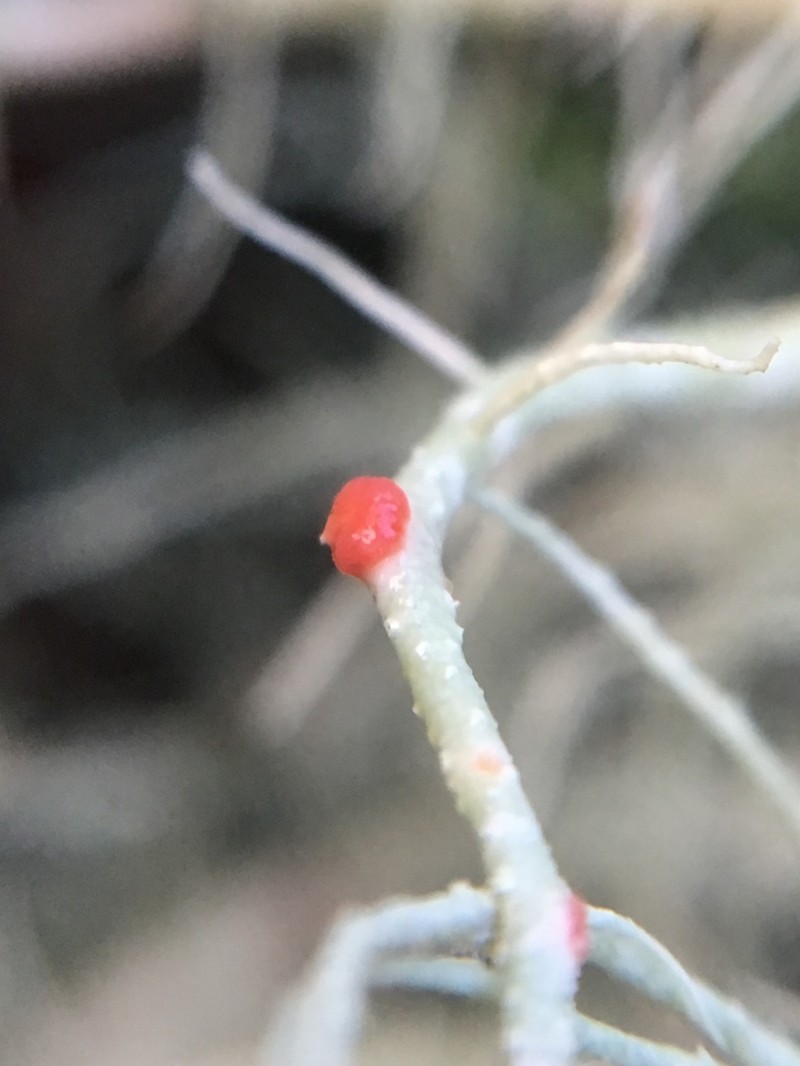Biatoropsis usnearum photo 8