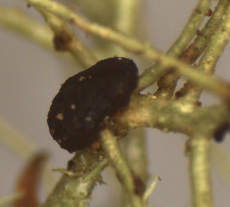 Biatoropsis usnearum photo 2