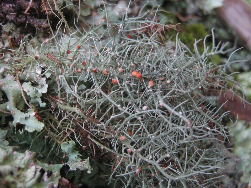 Biatoropsis usnearum