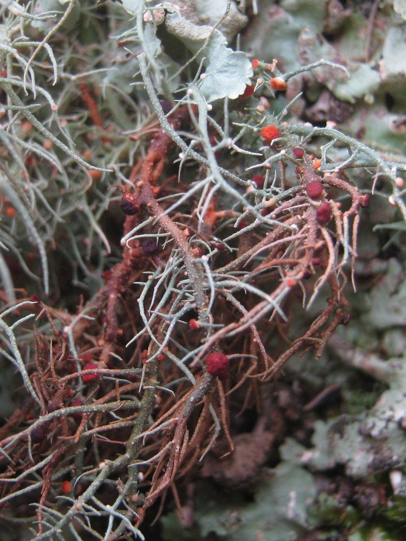 Biatoropsis usnearum photo 3
