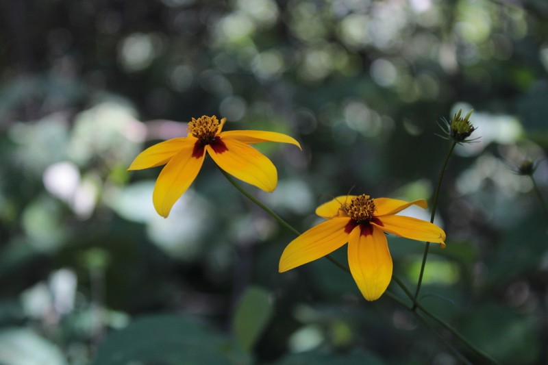 Bidens acrifolia