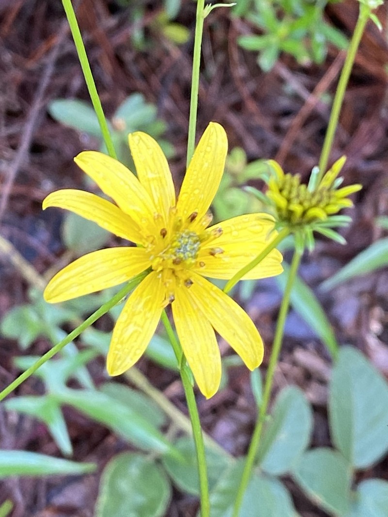Bidens acrifolia photo 2