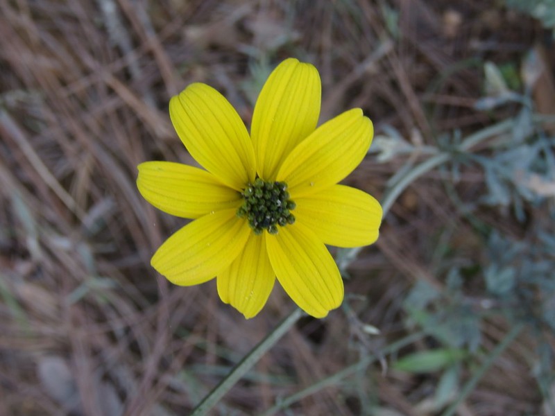 Bidens acrifolia photo 3