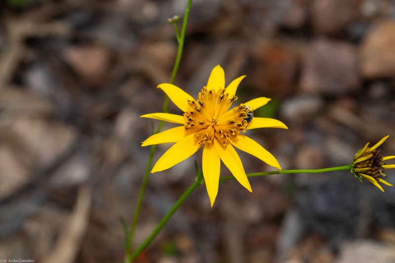 Bidens acrifolia photo 4