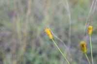 Bidens acuticaulis