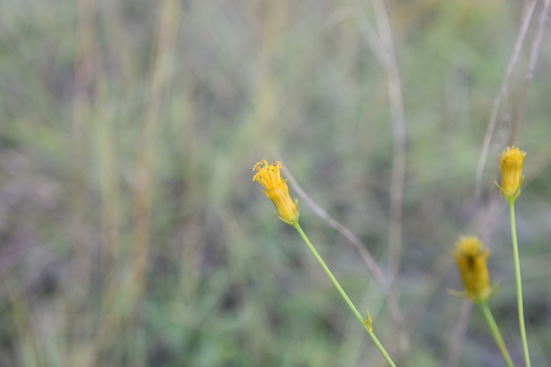 Bidens acuticaulis