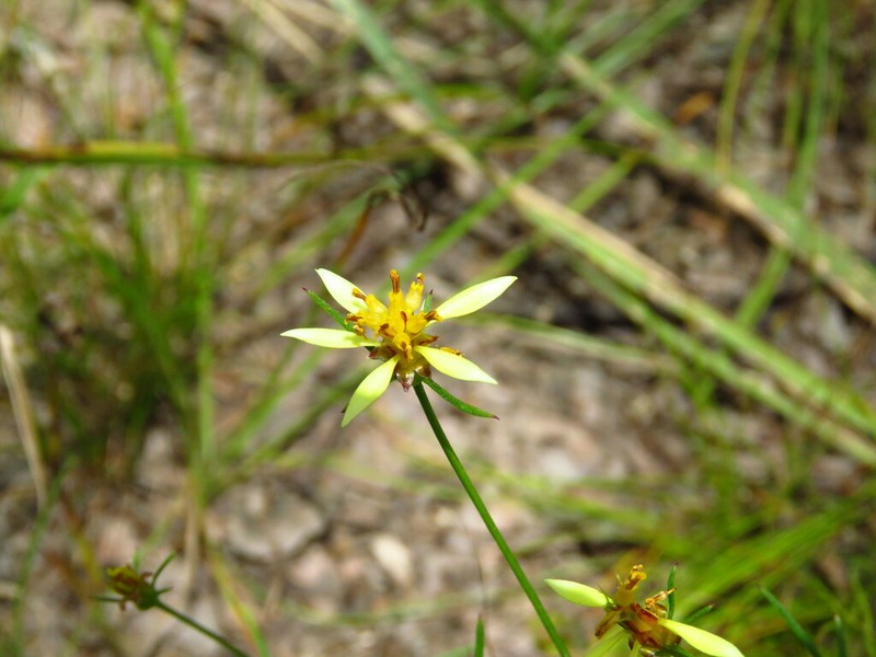 Bidens acuticaulis photo 2