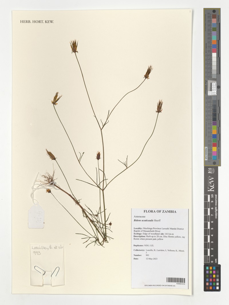 Bidens acuticaulis photo 4