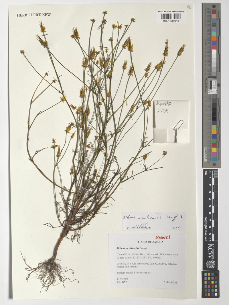 Bidens acuticaulis photo 5
