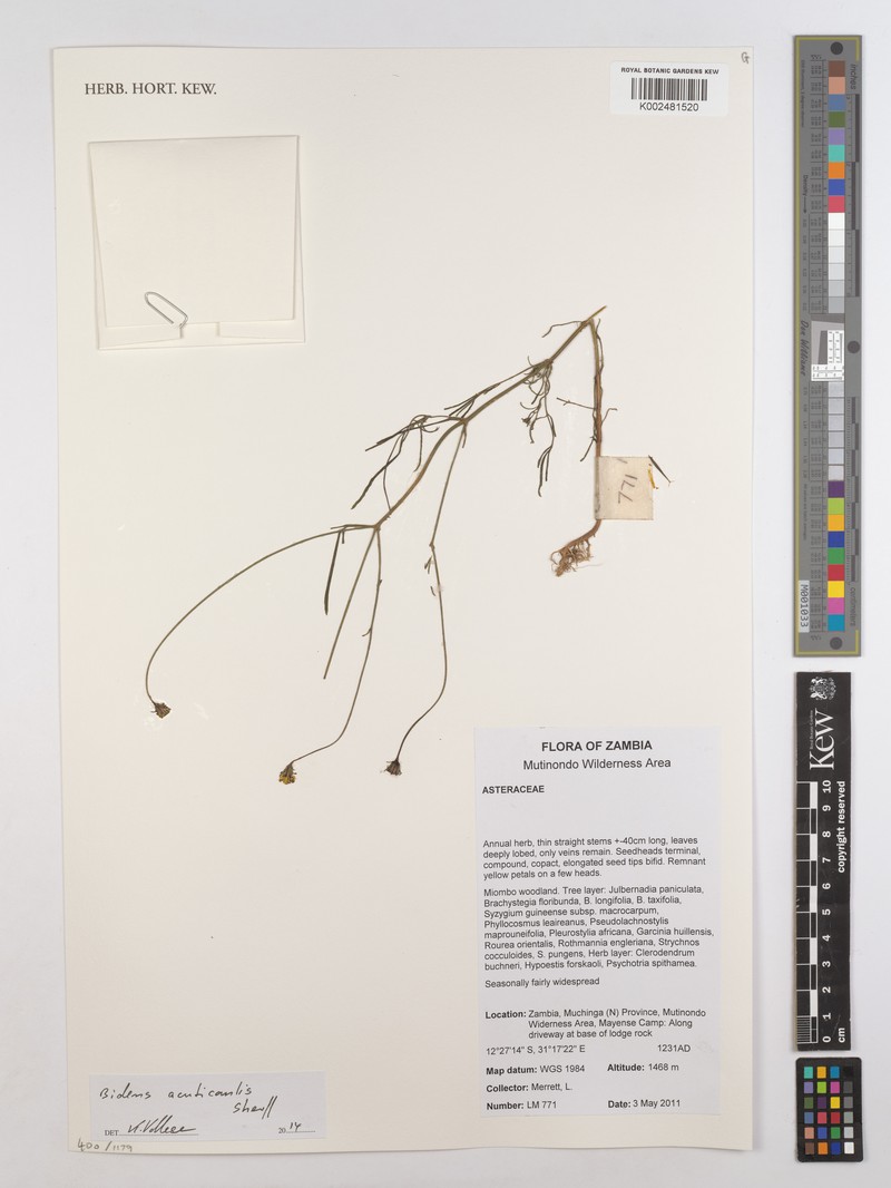 Bidens acuticaulis var. acuticaulis photo 2