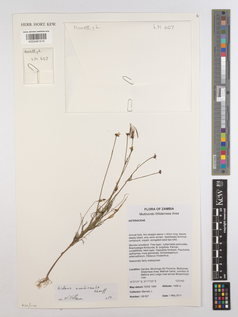 Bidens acuticaulis var. acuticaulis photo 3